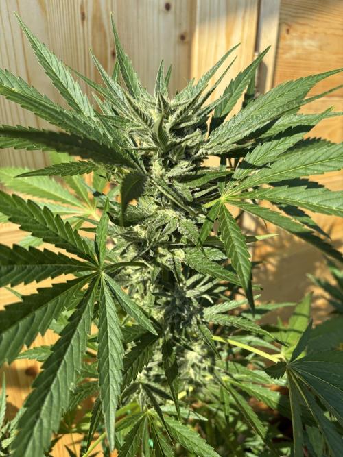 Lemon Cherry Cookies Auto Outdoor grow. Week 9
