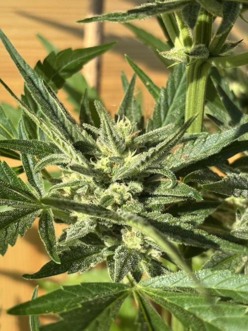 Lemon Cherry Cookies Auto Outdoor grow. Week 9