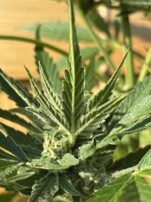 Lemon Cherry Cookies Auto Outdoor grow. Week 9