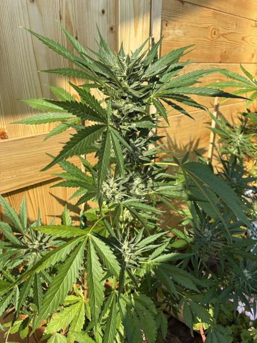 Lemon Cherry Cookies Auto Outdoor grow. Week 9