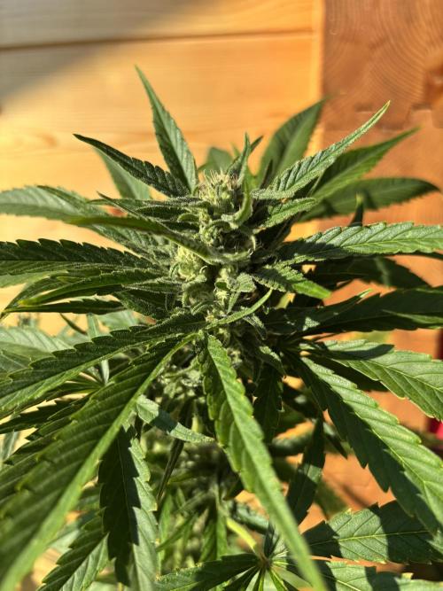 Guava Auto RF3 Outdoor grow. Week 9