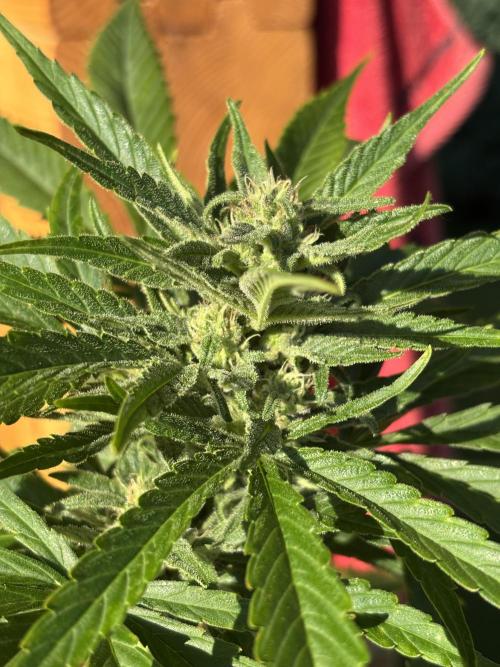 Guava Auto RF3 Outdoor grow. Week 9
