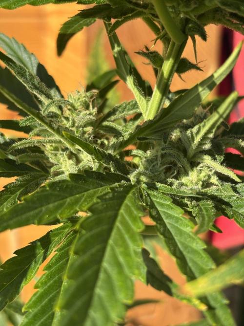 Guava Auto RF3 Outdoor grow. Week 9