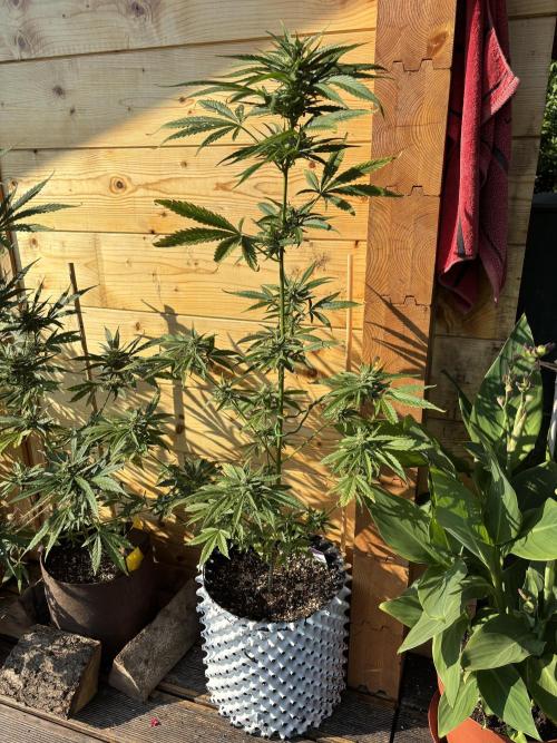 Guava Auto RF3 Outdoor grow. Week 9
