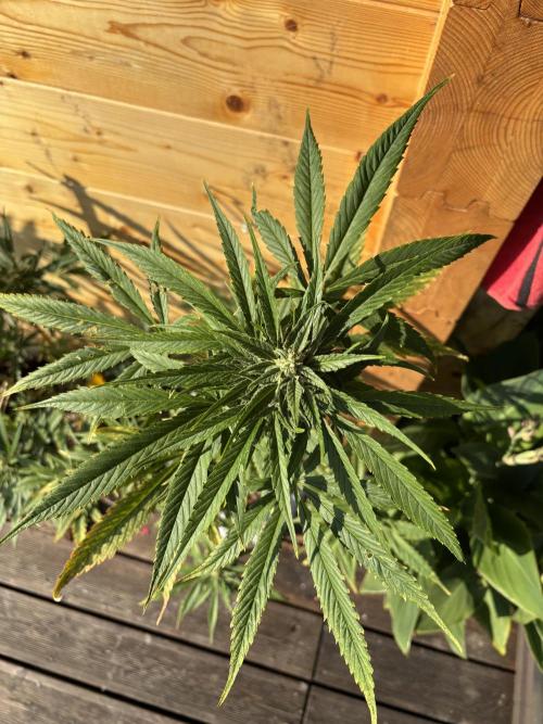Guava Auto RF3 Outdoor grow. Week 9