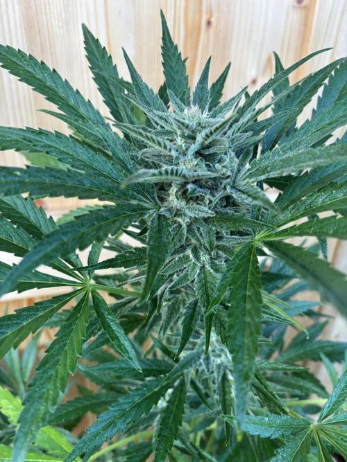 Lemon Cherry Cookies Auto Outdoor grow. Week 9