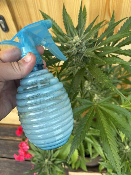 Lemon Cherry Cookies Auto Outdoor grow. Week 9
