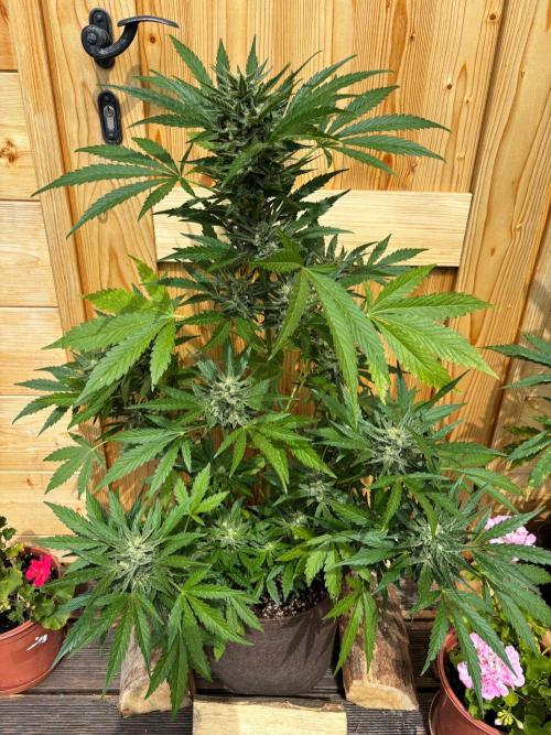 Lemon Cherry Cookies Auto Outdoor grow. Week 10