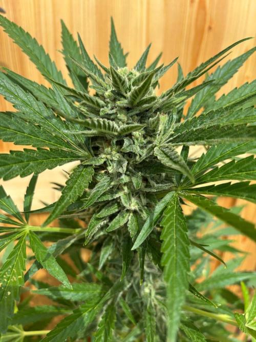 Lemon Cherry Cookies Auto Outdoor grow. Week 10
