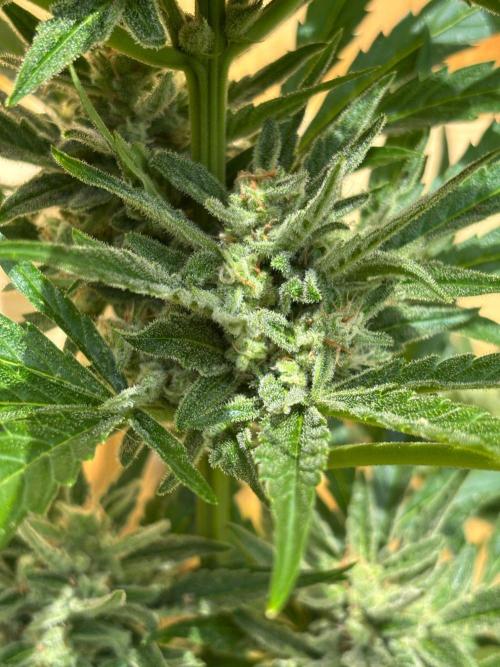 Lemon Cherry Cookies Auto Outdoor grow. Week 10