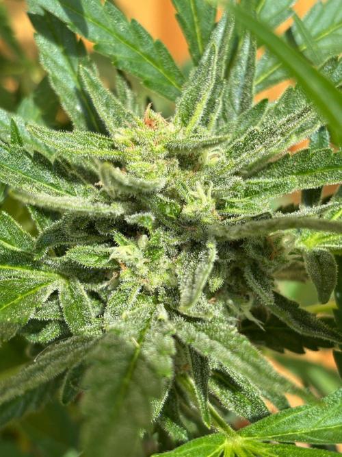 Lemon Cherry Cookies Auto Outdoor grow. Week 10