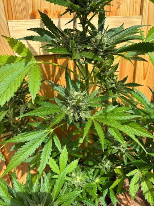 Lemon Cherry Cookies Auto Outdoor grow. Week 10