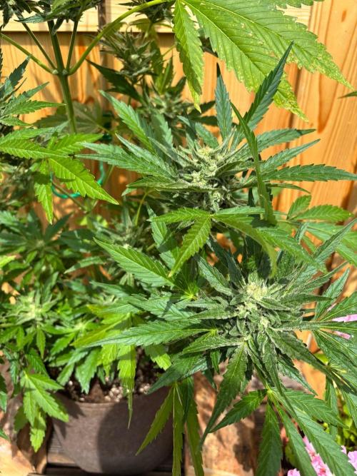 Lemon Cherry Cookies Auto Outdoor grow. Week 10