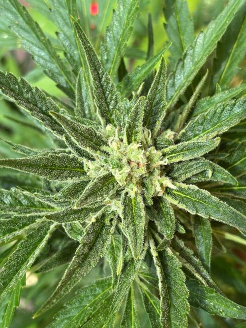 Lemon Cherry Cookies Auto Outdoor grow. Week 10