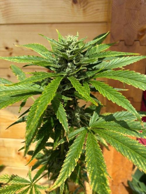 Guava Auto RF3 Outdoor grow. Week 10