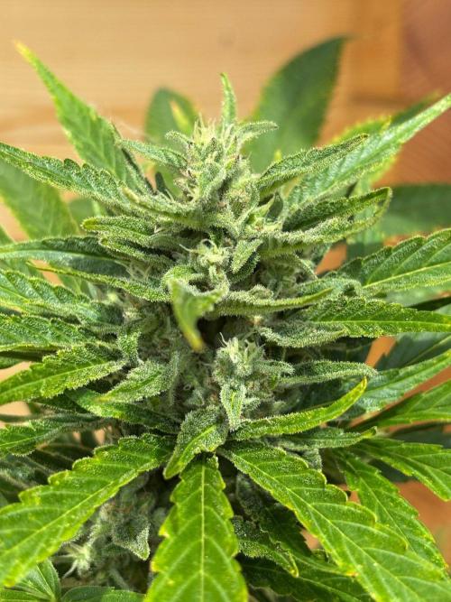 Guava Auto RF3 Outdoor grow. Week 10
