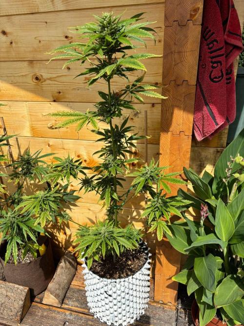 Guava Auto RF3 Outdoor grow. Week 10