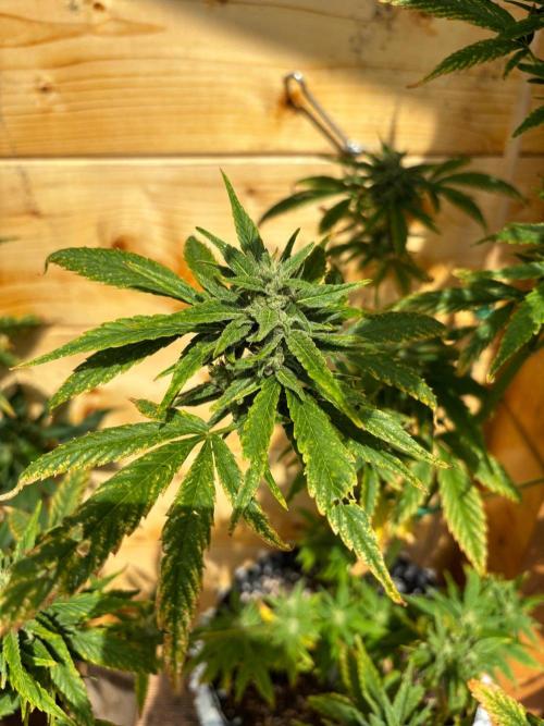 Guava Auto RF3 Outdoor grow. Week 10