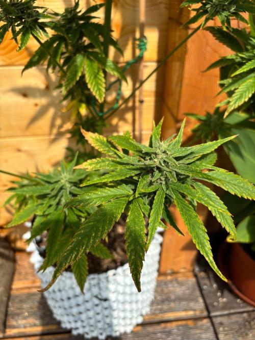 Guava Auto RF3 Outdoor grow. Week 10