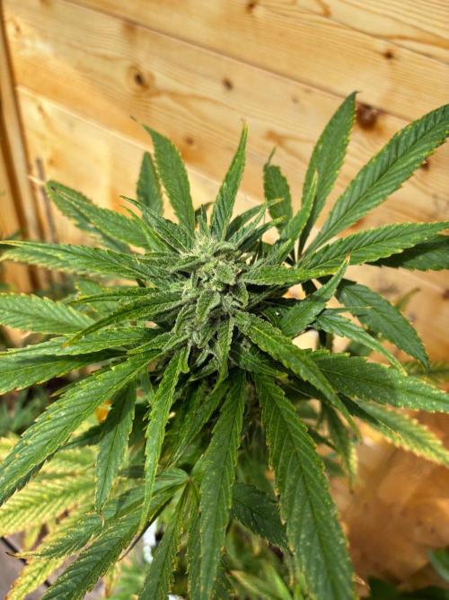 Guava Auto RF3. Week 10