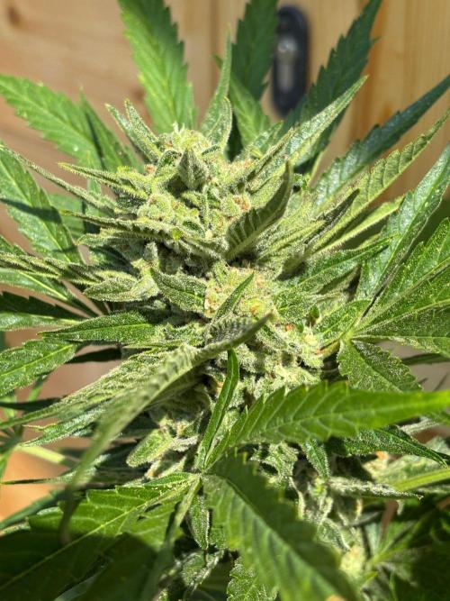 Lemon Cherry Cookies Auto Outdoor grow. Week 11