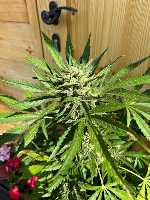 Lemon Cherry Cookies Auto Outdoor grow. Week 11