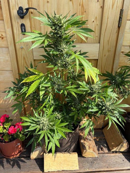 Lemon Cherry Cookies Auto Outdoor grow. Week 11