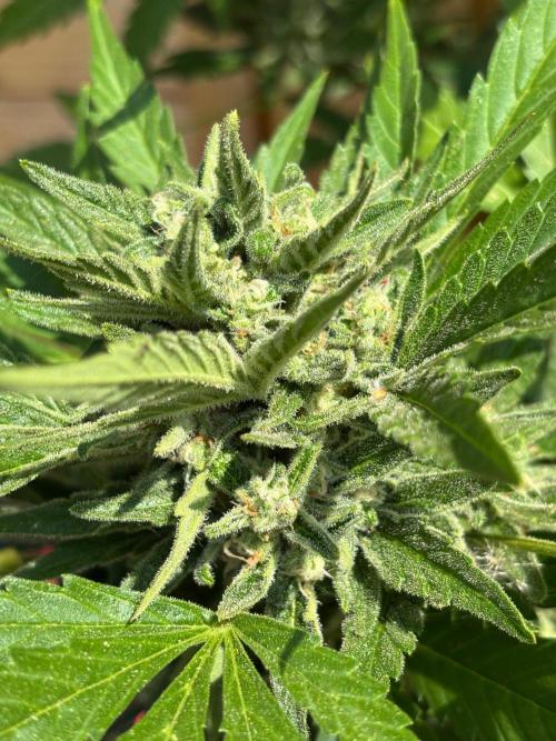 Lemon Cherry Cookies Auto Outdoor grow. Week 11