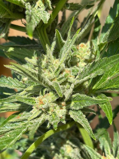 Lemon Cherry Cookies Auto Outdoor grow. Week 11