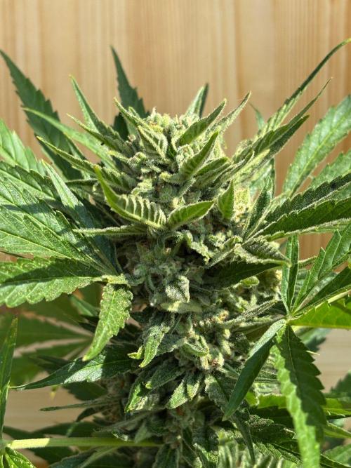 Lemon Cherry Cookies Auto Outdoor grow. Week 11