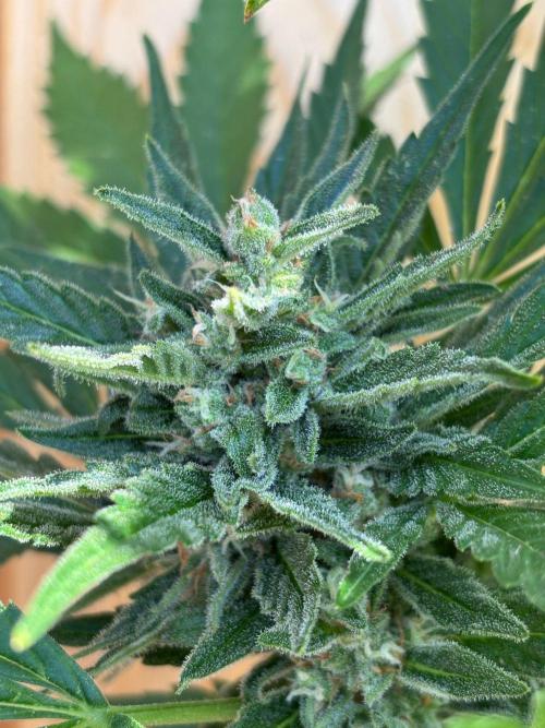 Lemon Cherry Cookies Auto Outdoor grow. Week 11