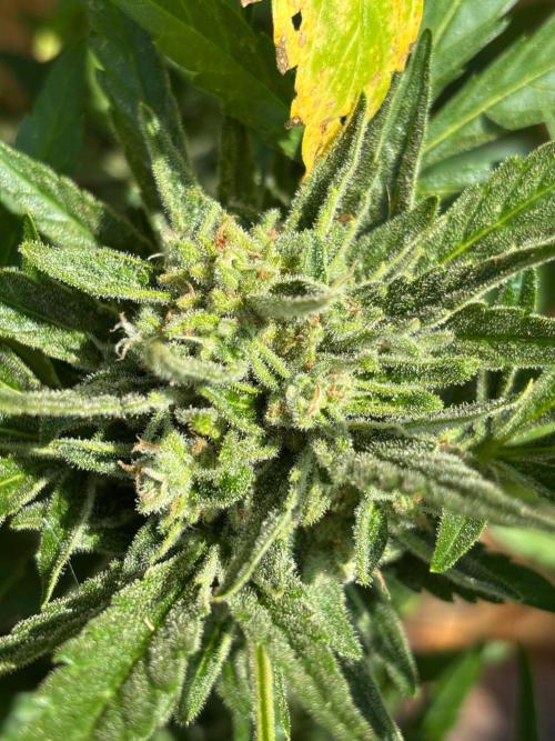 Lemon Cherry Cookies Auto Outdoor grow. Week 11