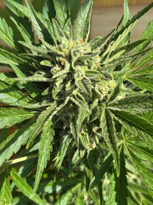 Lemon Cherry Cookies Auto Outdoor grow. Week 11