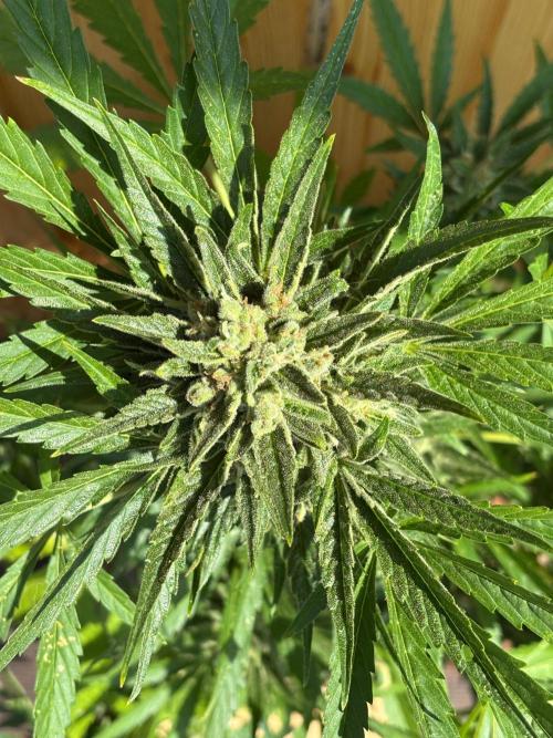 Lemon Cherry Cookies Auto Outdoor grow. Week 11