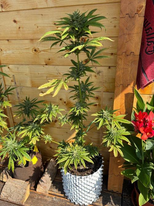 Guava Auto RF3 Outdoor grow. Week 11