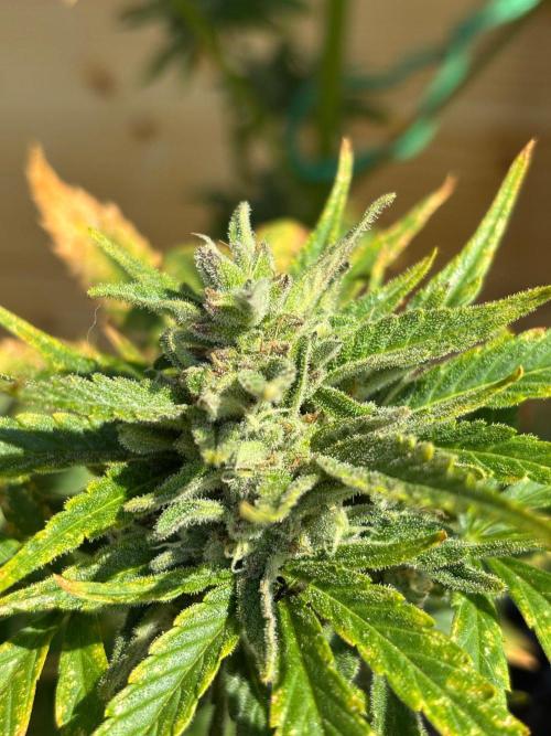 Guava Auto RF3 Outdoor grow. Week 11