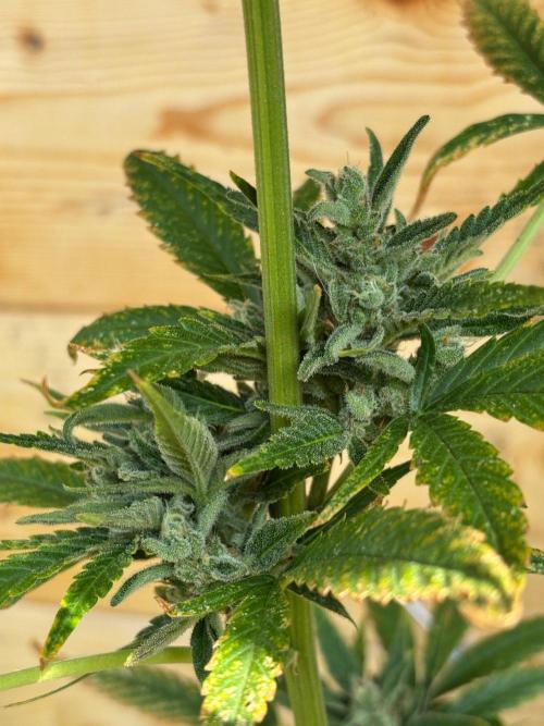 Guava Auto RF3 Outdoor grow. Week 11