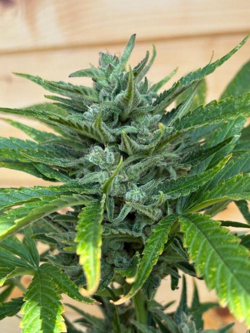 Guava Auto RF3 Outdoor grow. Week 11