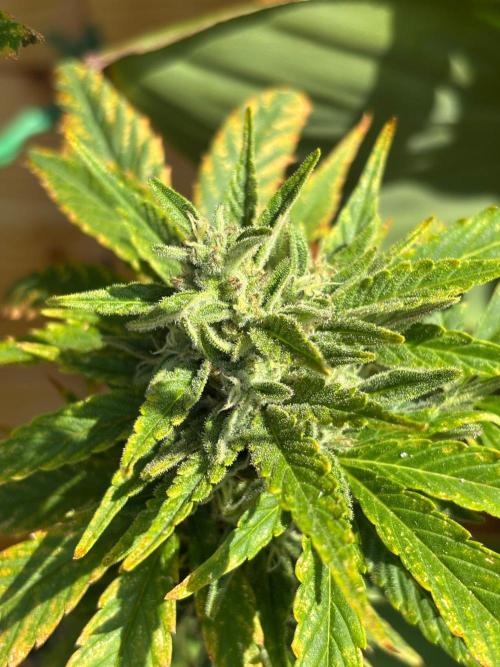 Guava Auto RF3 Outdoor grow. Week 11
