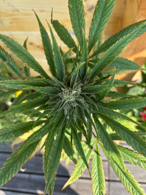 Guava Auto RF3 Outdoor grow. Week 11