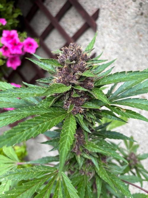 Lemon Cherry Cookies Auto Outdoor grow. Week 11 - Lemon Cherry Cookies purple pheno