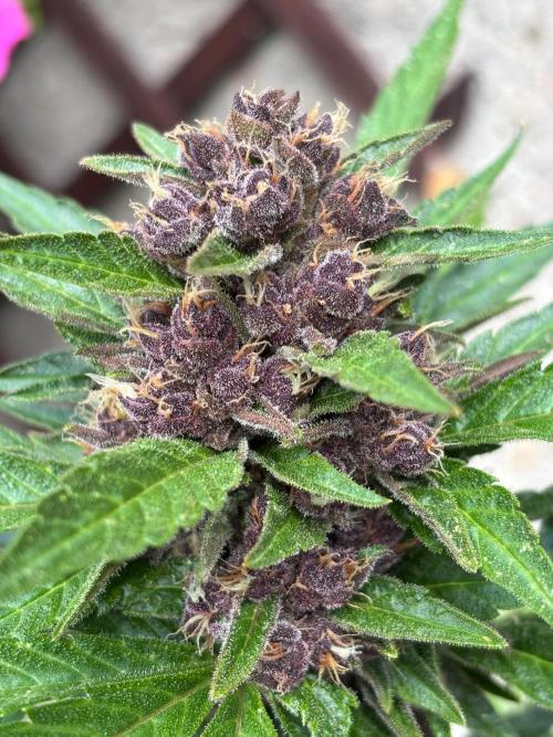 Lemon Cherry Cookies Auto Outdoor grow. Week 11 - My second Lemon Cherry Cookies purple pheno