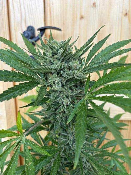 Lemon Cherry Cookies Auto Outdoor grow. Week 12