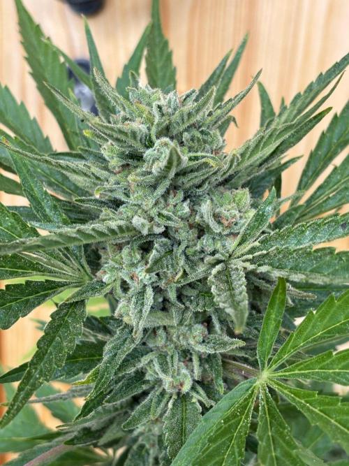 Lemon Cherry Cookies Auto Outdoor grow. Week 12