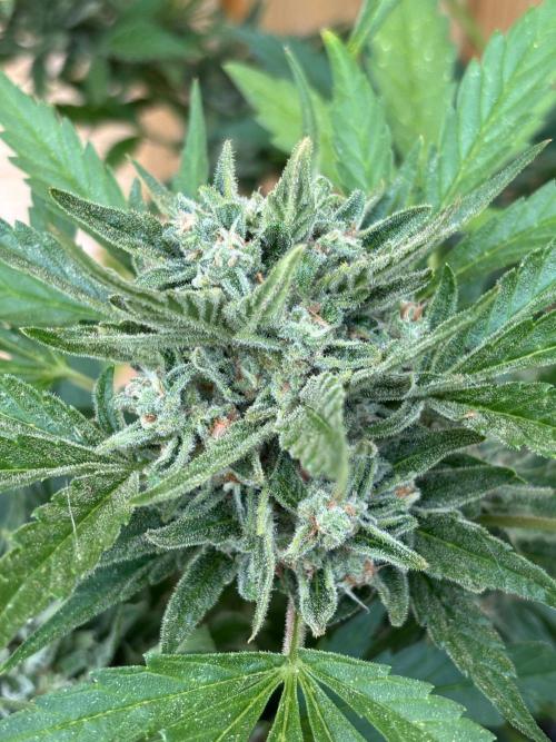 Lemon Cherry Cookies Auto Outdoor grow. Week 12