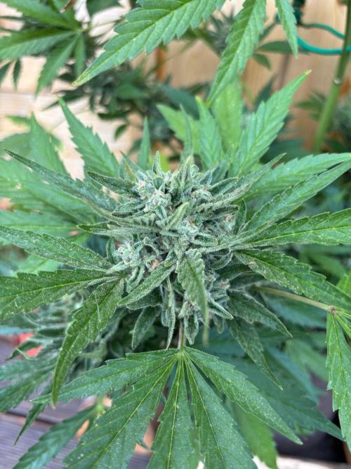 Lemon Cherry Cookies Auto Outdoor grow. Week 12
