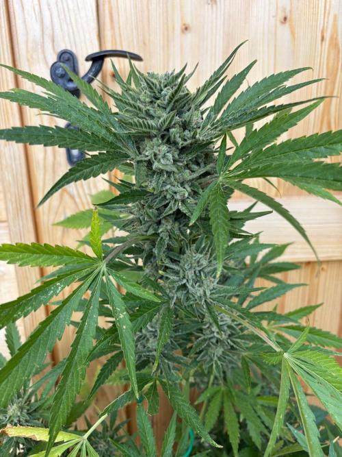 Lemon Cherry Cookies Auto Outdoor grow. Week 12