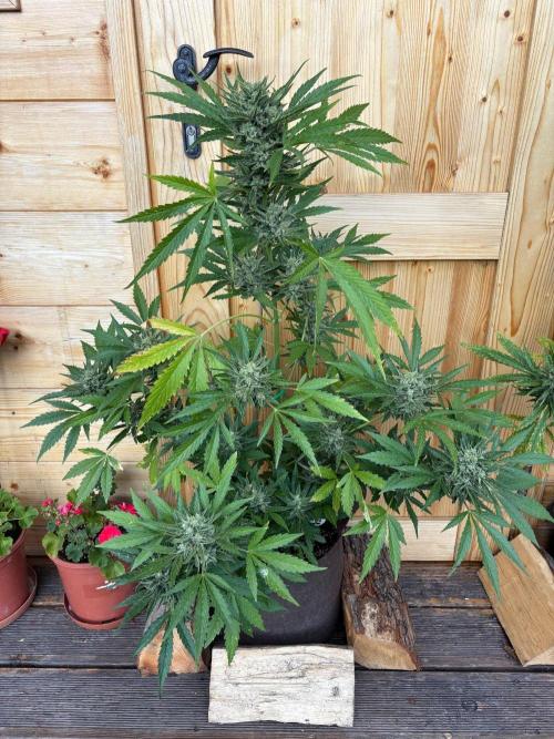 Lemon Cherry Cookies Auto Outdoor grow. Week 12