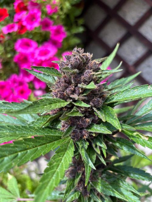 Lemon Cherry Cookies Auto Outdoor grow. Week 12