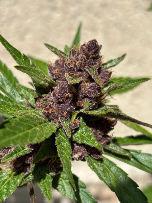 Lemon Cherry Cookies Auto Outdoor grow. Week 12